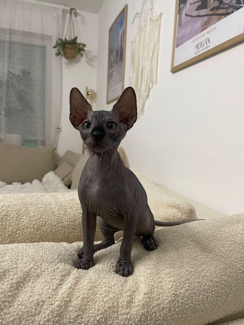 Sphynx Kitten Weiblich