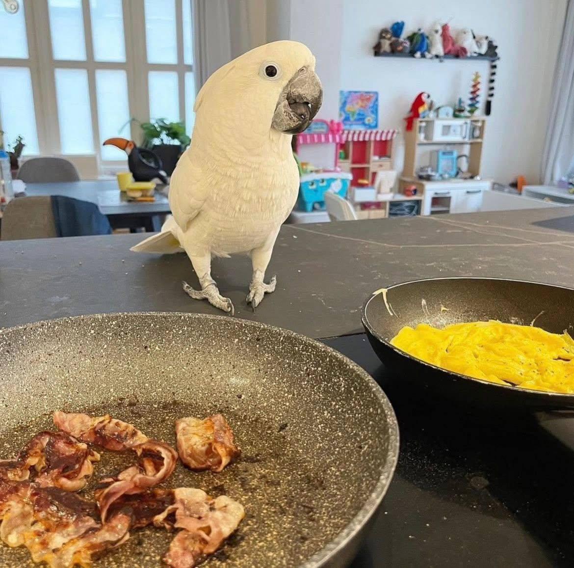 Sprechender junger weiblicher Kakadu zu verkaufen