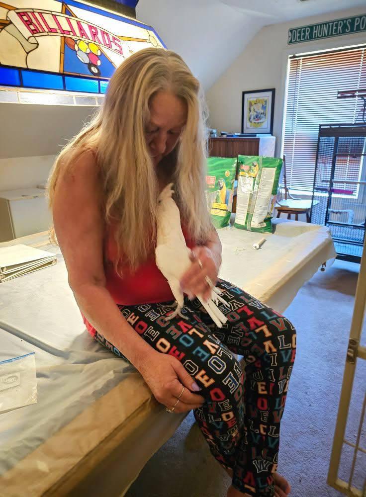 Sprechender junger weiblicher Kakadu zu verkaufen