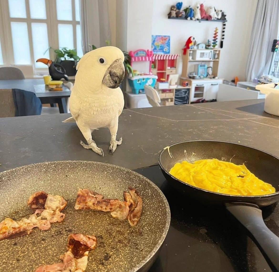 Sprechender junger weiblicher Kakadu zu verkaufen