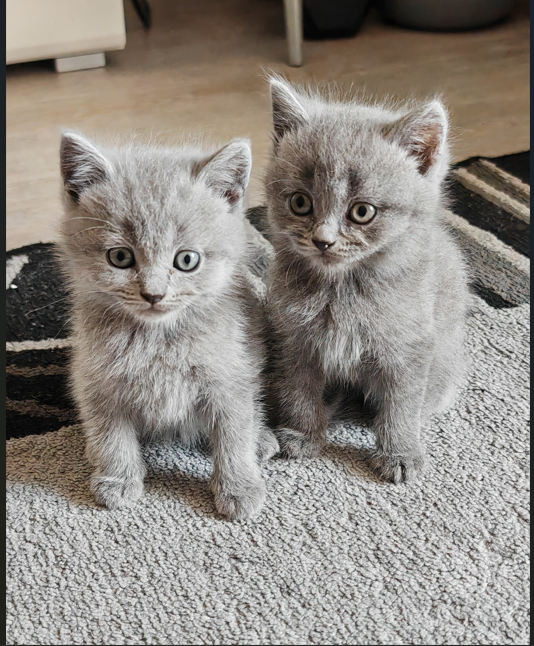 Süße Hauskatzenbabys suchen ein liebevolles Zuha