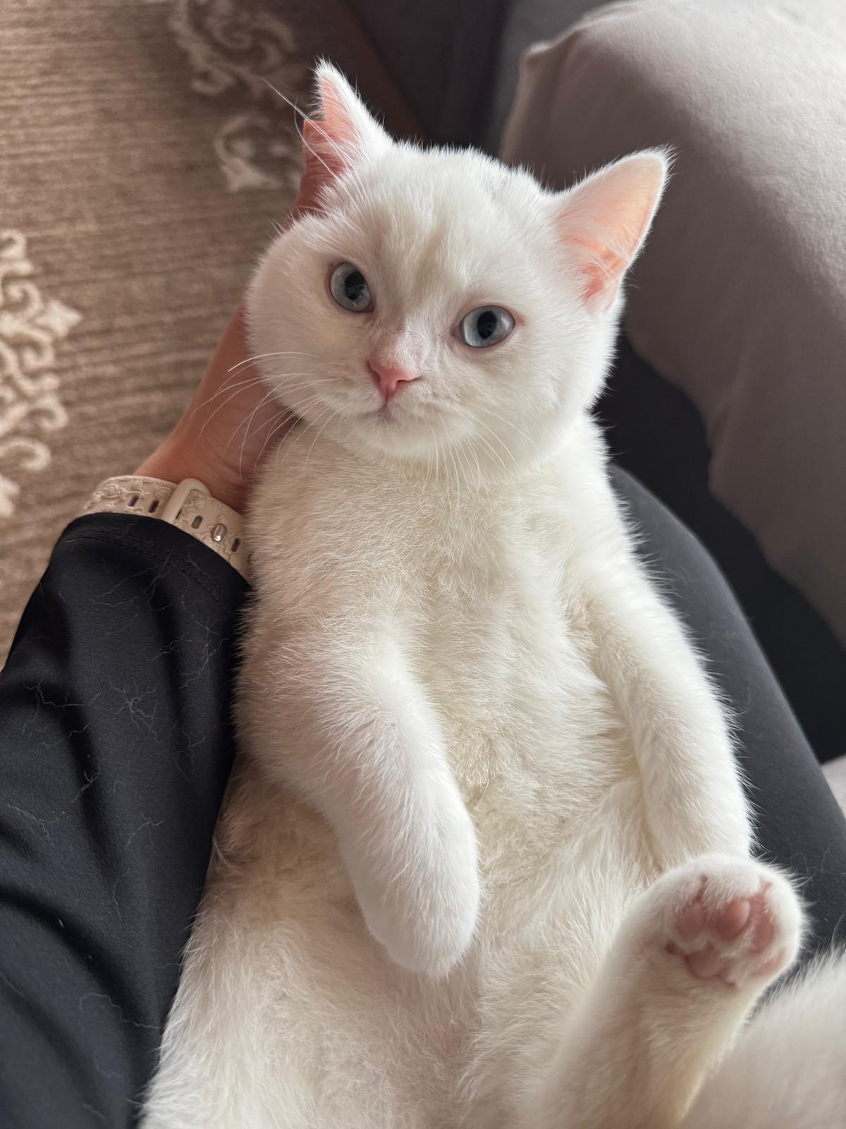 Süße Katze zur Adoption