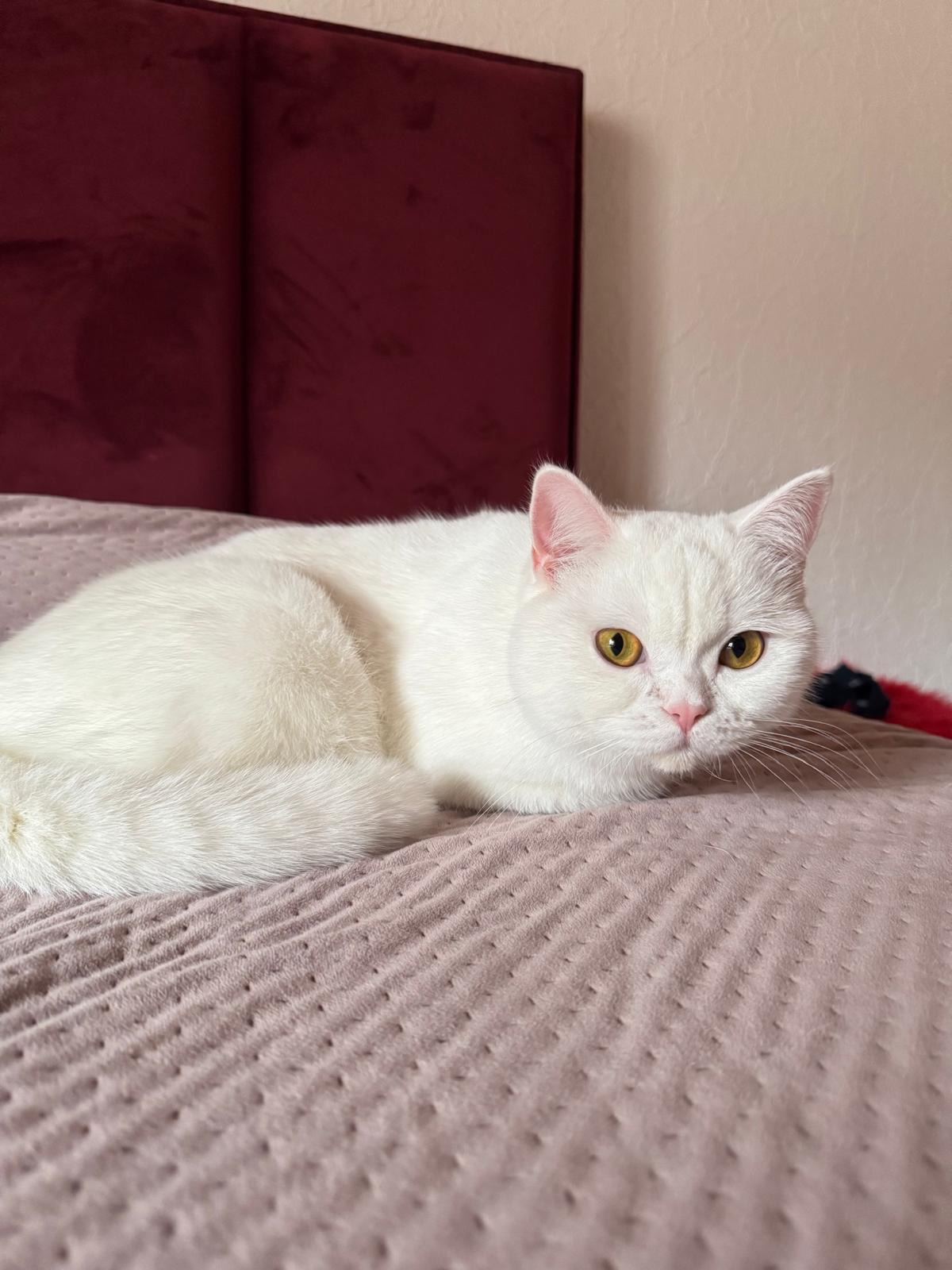 Süße Katze zur Adoption