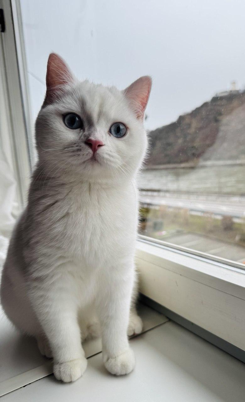 Süße Katze zur Adoption