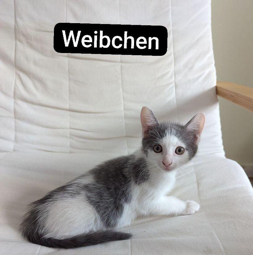 Süße Katzenbabys zu verkaufen