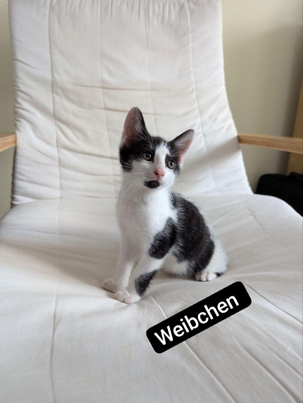 Süße Katzenbabys zu verkaufen