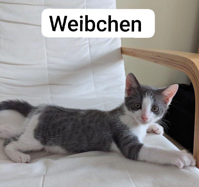 Süße Katzenbabys zu verkaufen