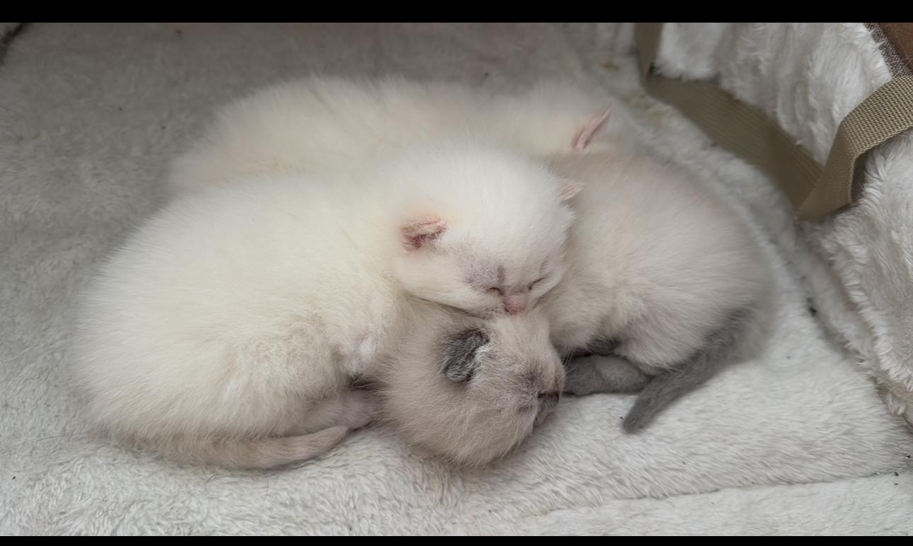 Süße Scottish fold mix mit BKH abzugeben. Blauen