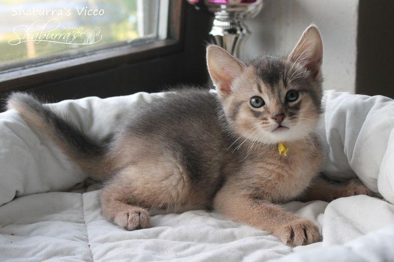 Vicco – ein kleiner Abessinier Variant/ Kurzhaar