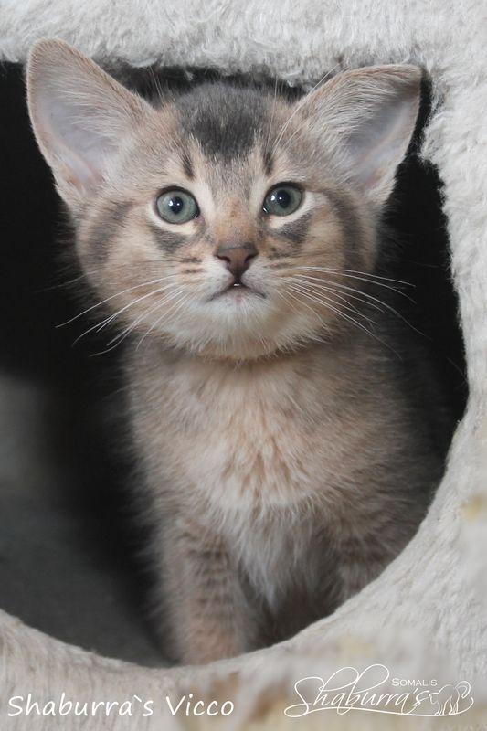 Vicco – ein kleiner Abessinier Variant/ Kurzhaar