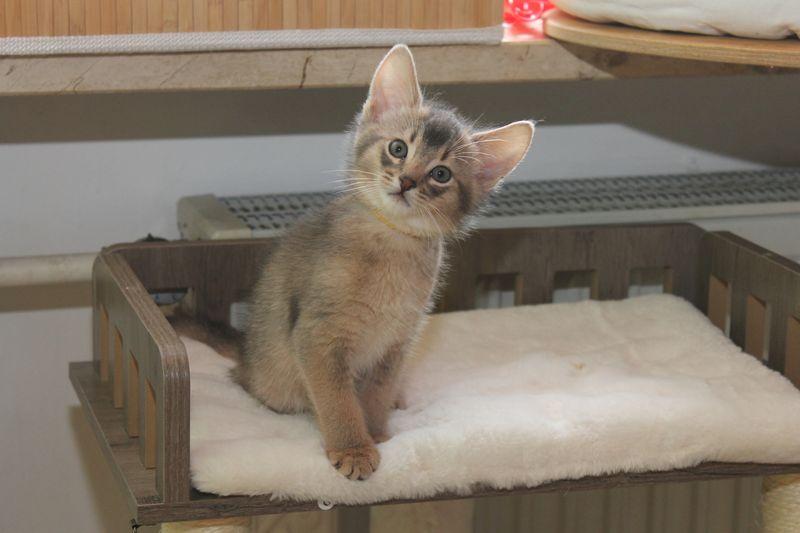 Vicco – ein kleiner Abessinier Variant/ Kurzhaar