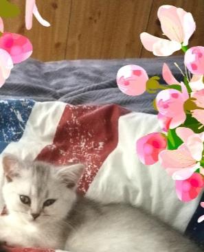 Bkh 3 Monate alten Weiblich