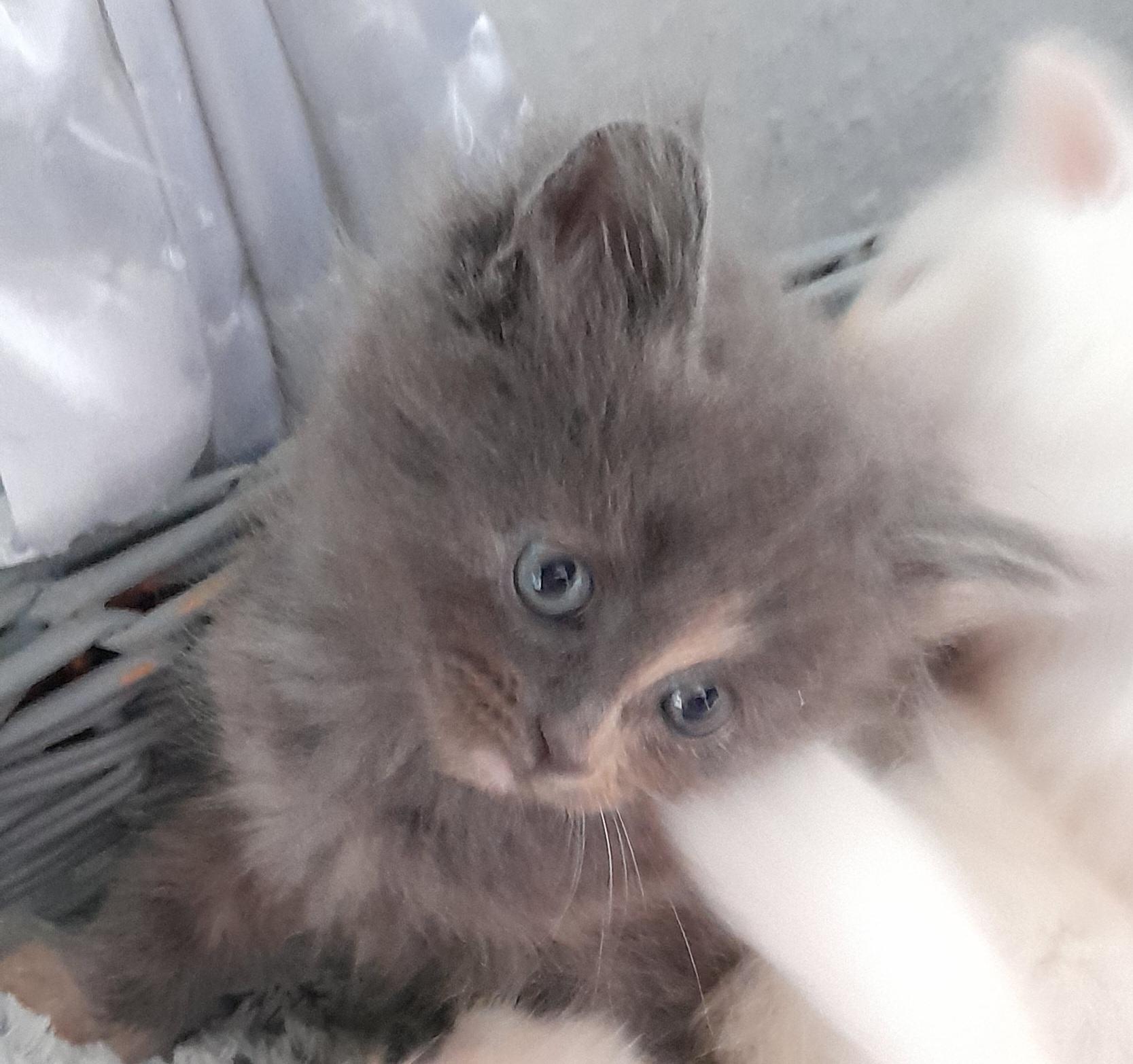 3 Kleine BLH/Maine Coon Kitten