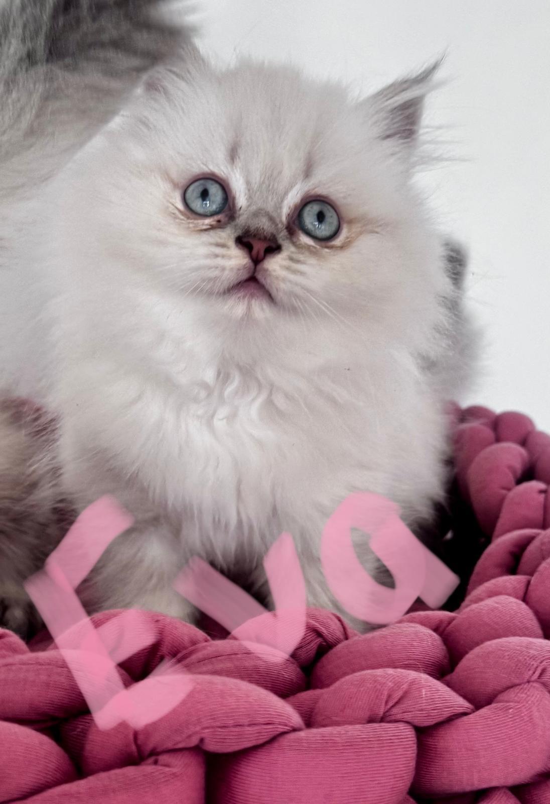 BKH BLH reinrassig Kitten Seal Shaded Silver Point