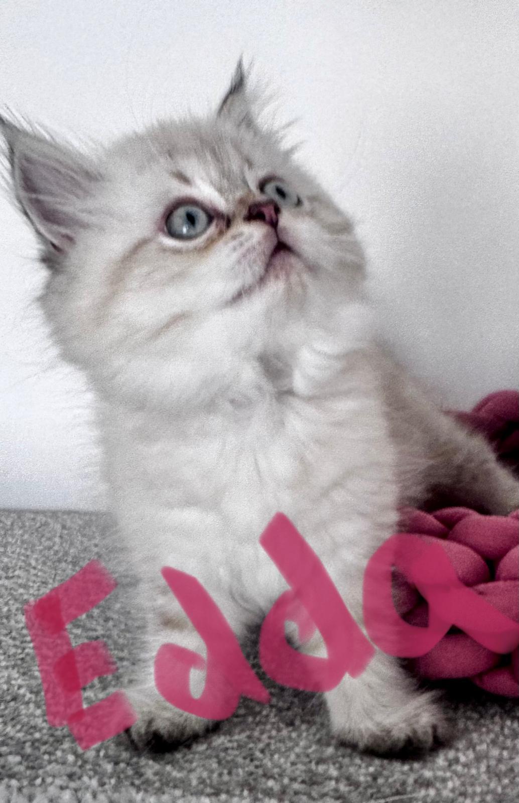 BKH BLH reinrassig Kitten Seal Shaded Silver Point