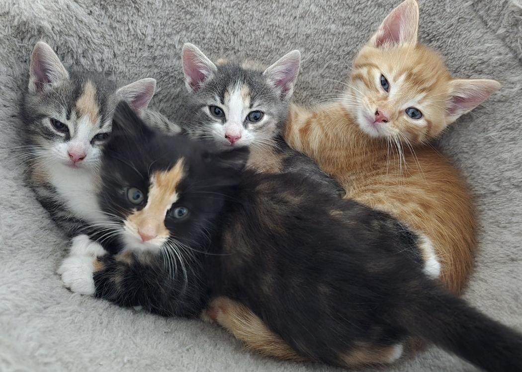 Süße Kitten, Glückskatzen