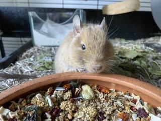 3 Degu Weibchen mit riesigem Käfig und Zubehör