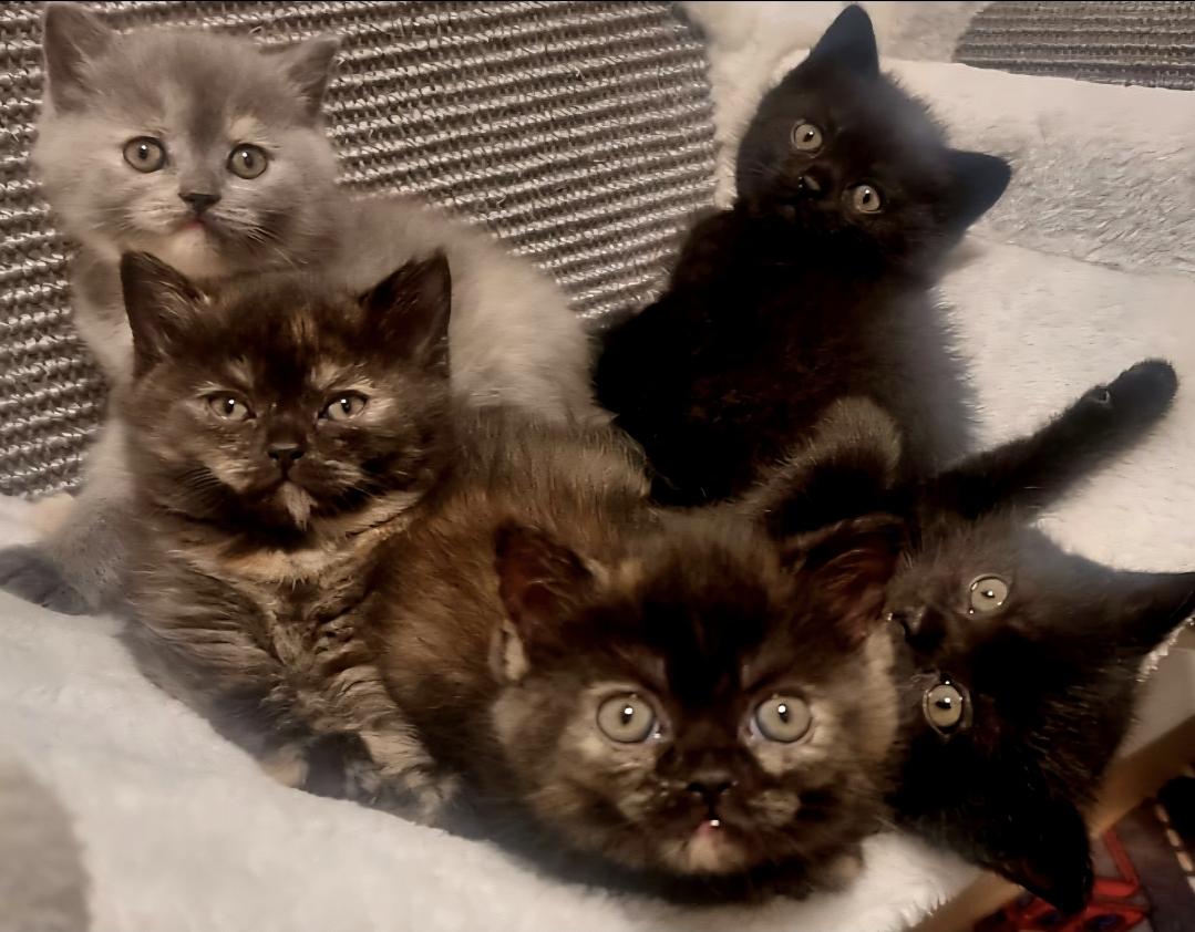 Bkh kitten 2 Tortie Smoke, 1 Black schwarze kater 