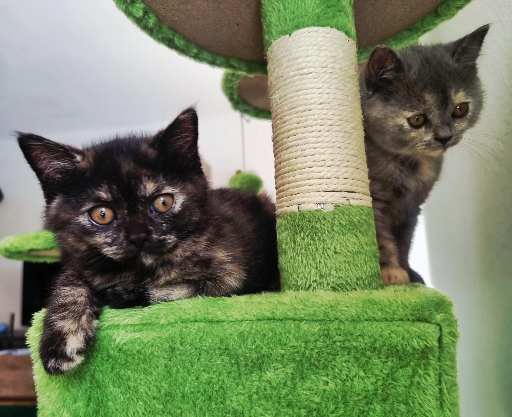 Bkh kitten 2 Tortie Smoke, 1 Black schwarze kater 