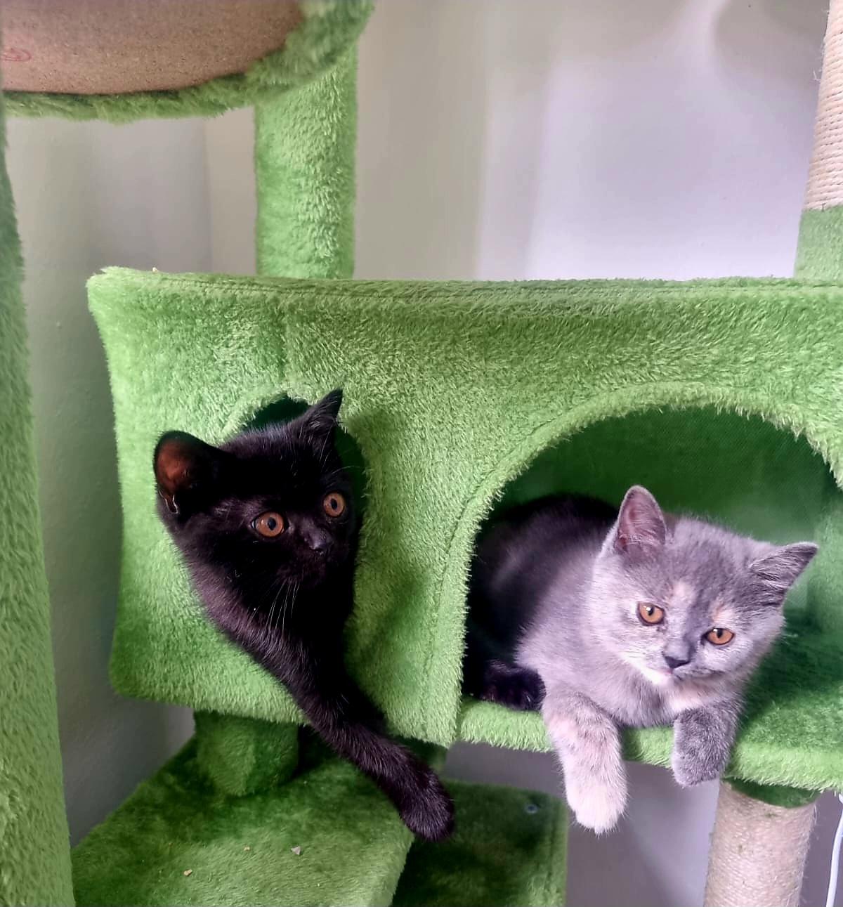 Bkh kitten 2 Tortie Smoke, 1 Black schwarze kater 