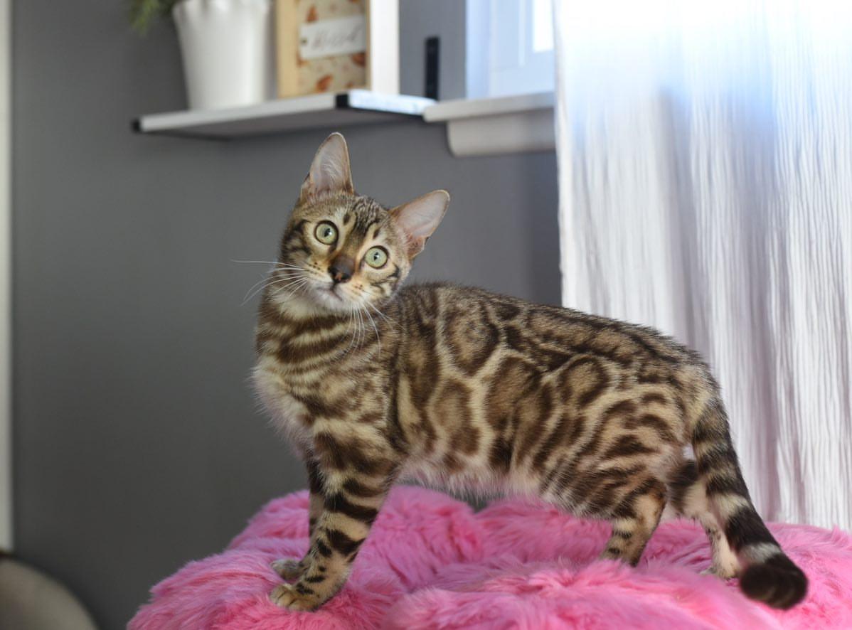 Wunderschöne Bengal Kitten mit Stammbaum zu verka