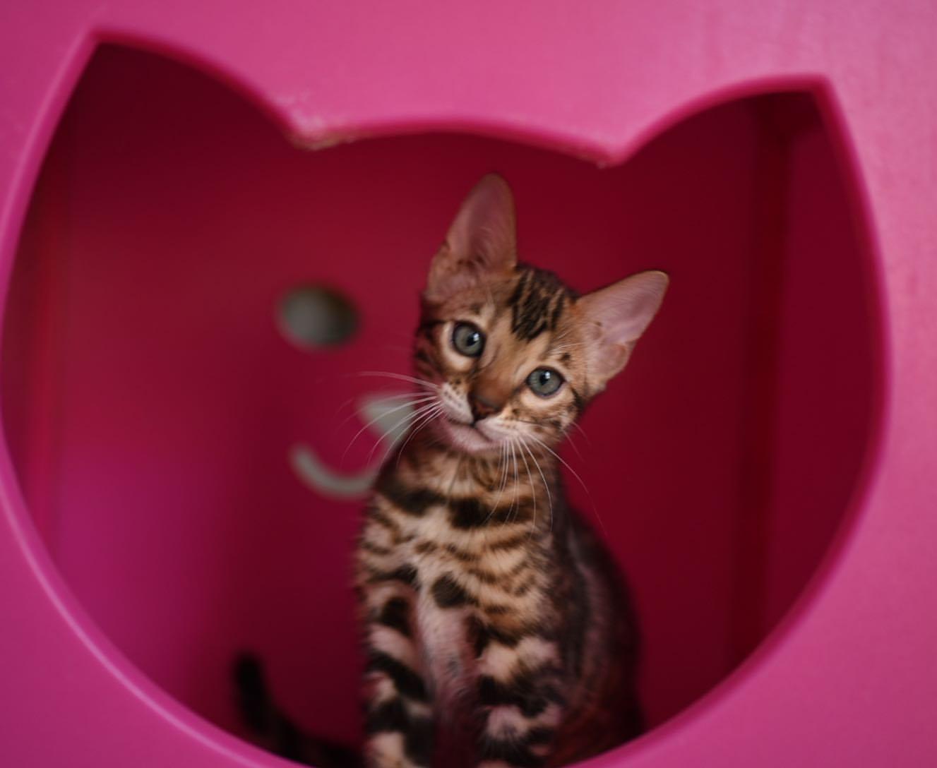 Wunderschöne Bengal Kitten mit Stammbaum zu verka