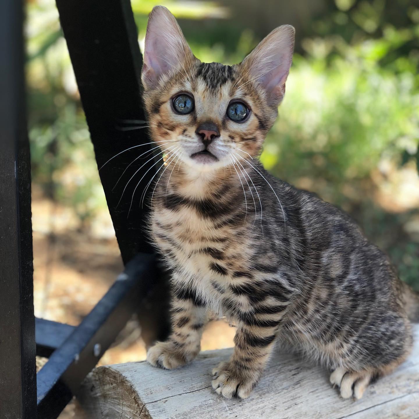 Wunderschöne Bengal Kitten mit Stammbaum zu verka
