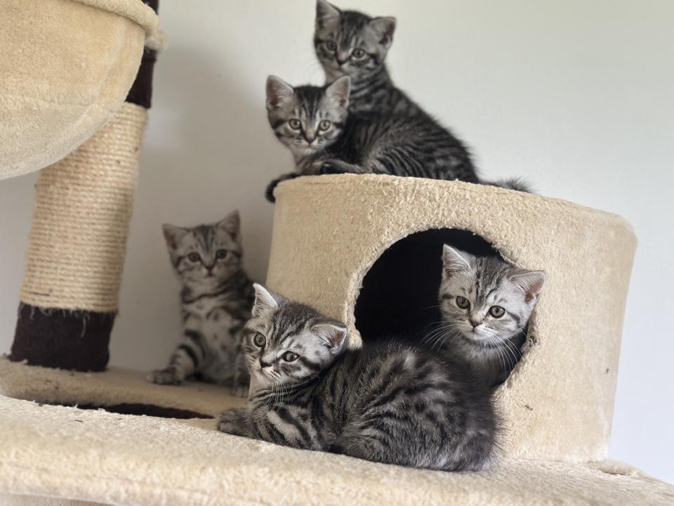 Wunderschöne BKH Kitten in Whiskas look mit Stamm