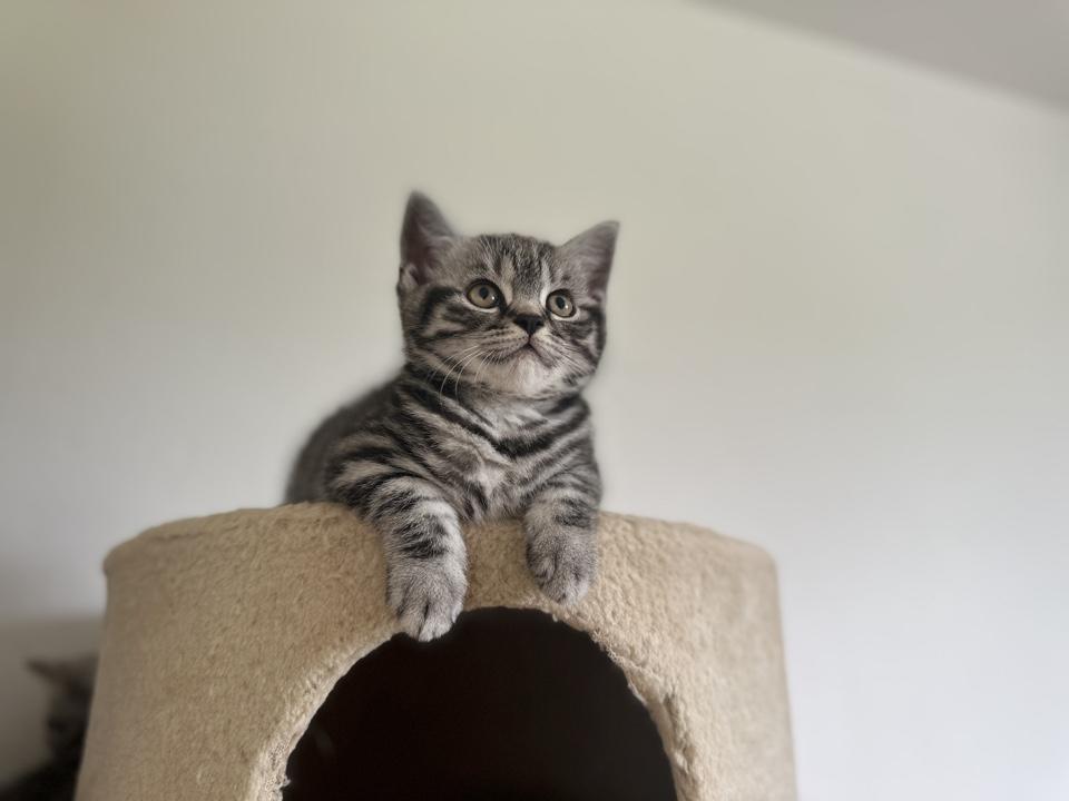 Wunderschöne BKH Kitten in Whiskas look mit Stamm