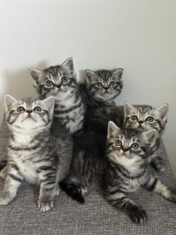 Wunderschöne BKH Kitten in Whiskas look mit Stamm