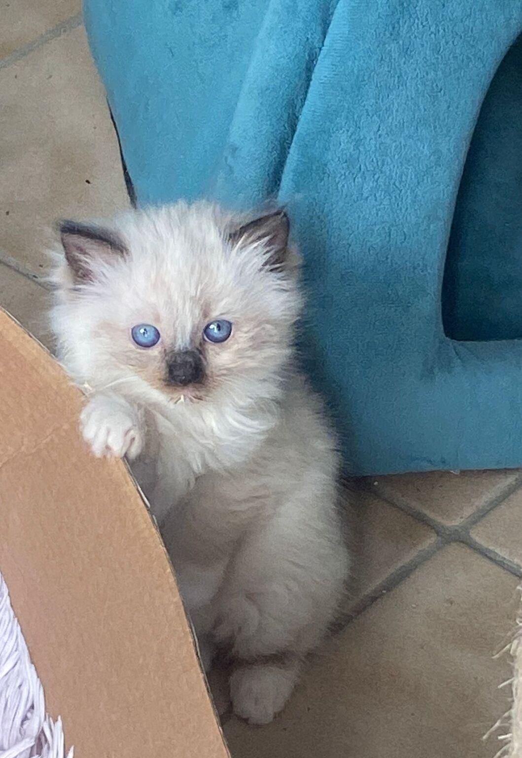 Wunderschöne Ragdoll