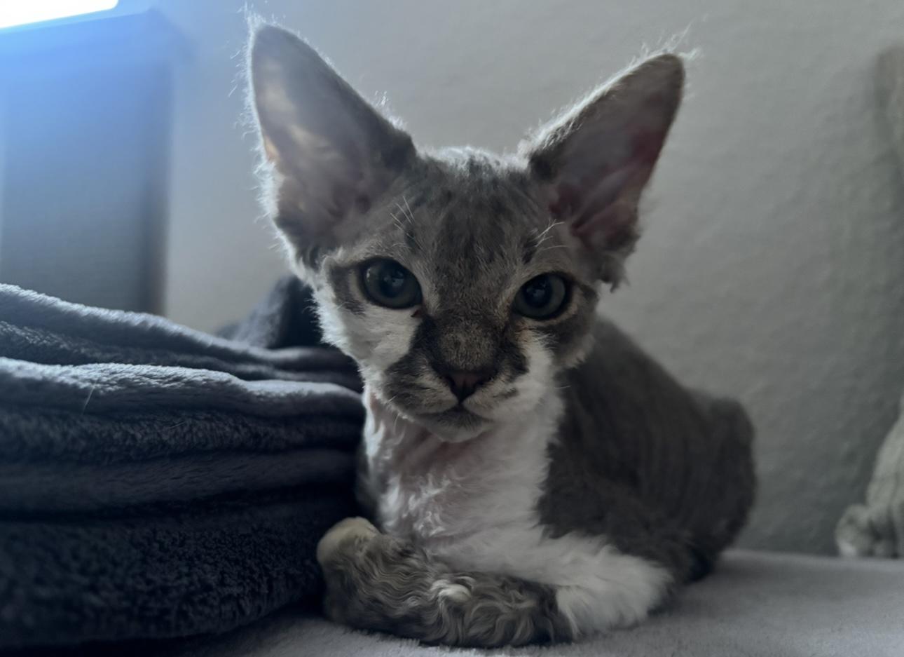 Wundervoller Devon Rex Schmusekater mit Stammbaum 