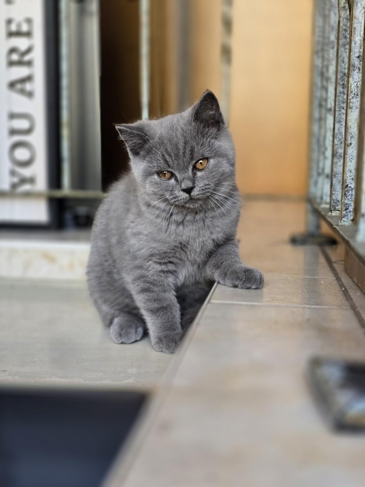 Zuckersüße Britisch Kurzhaar Kitten mit Stammbau