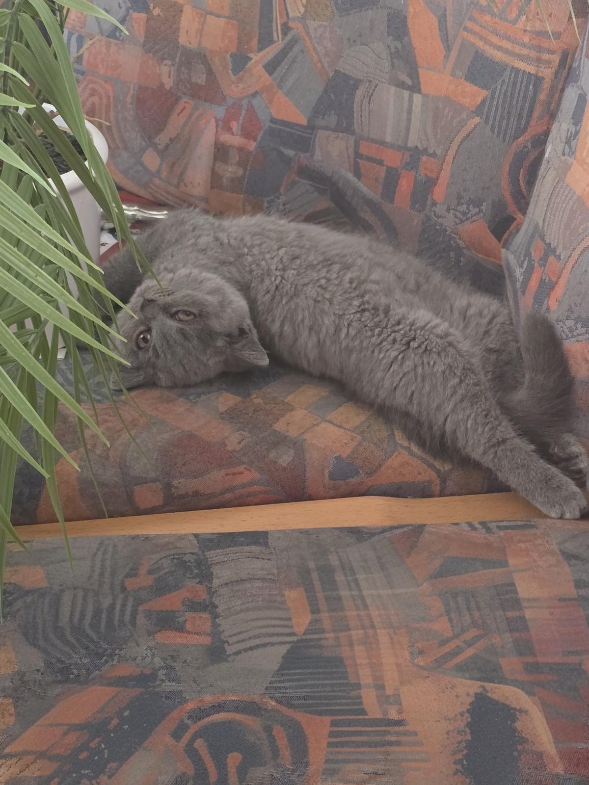 Zuckersüße Britisch Kurzhaar Kitten mit Stammbau