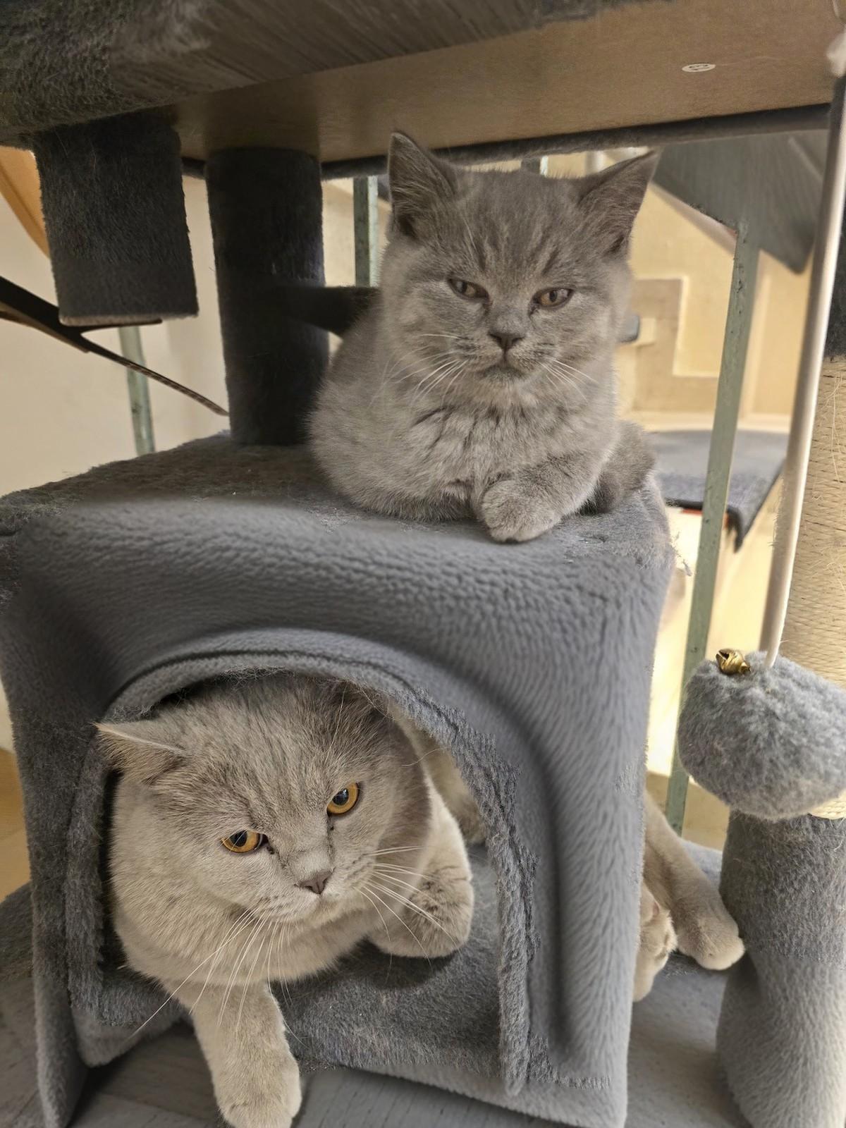 Zuckersüße Britisch Kurzhaar Kitten mit Stammbau