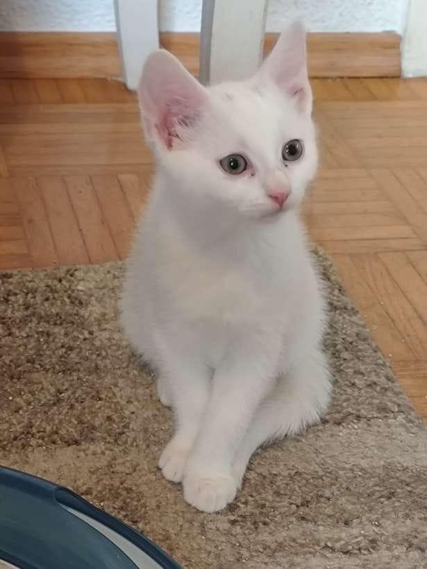 Zuckersüße Katzenbabys Kitten