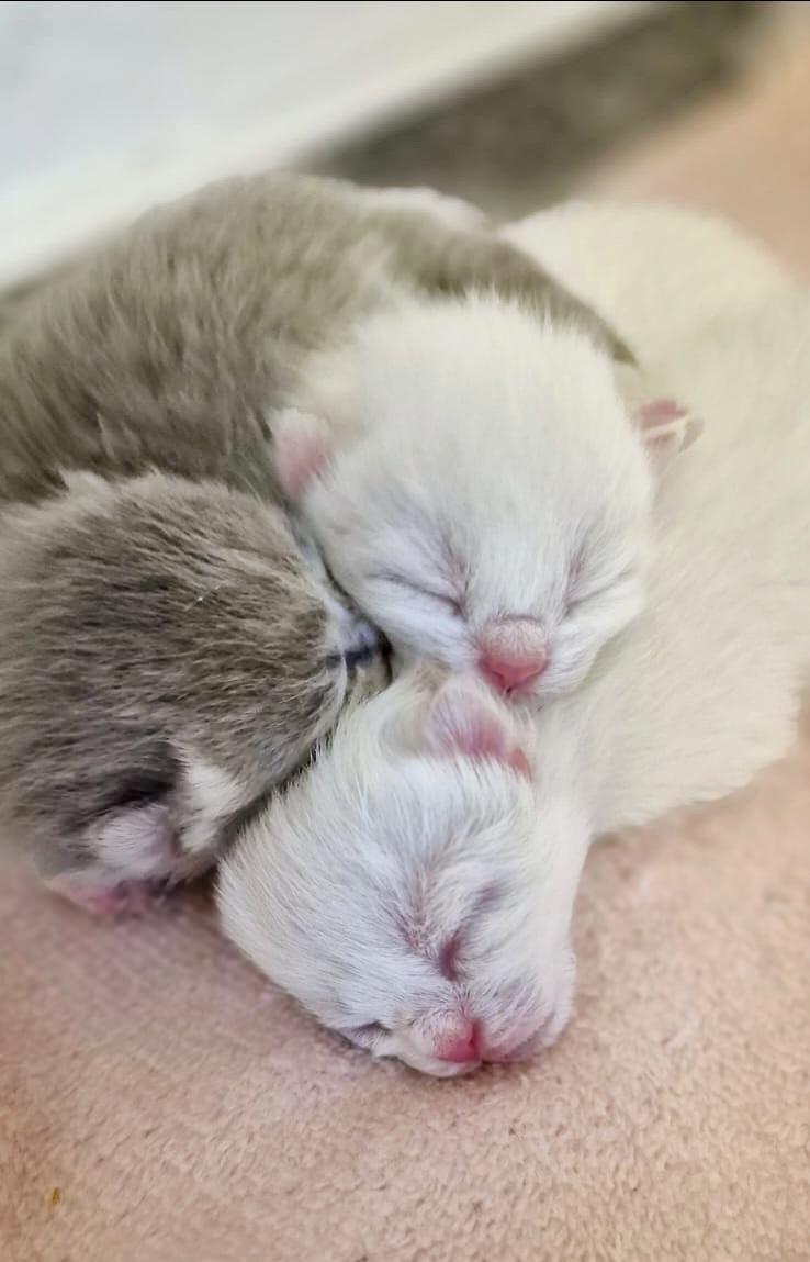 Zuckersüsse BKH kitten