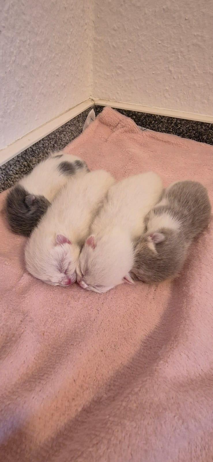 Zuckersüsse BKH kitten