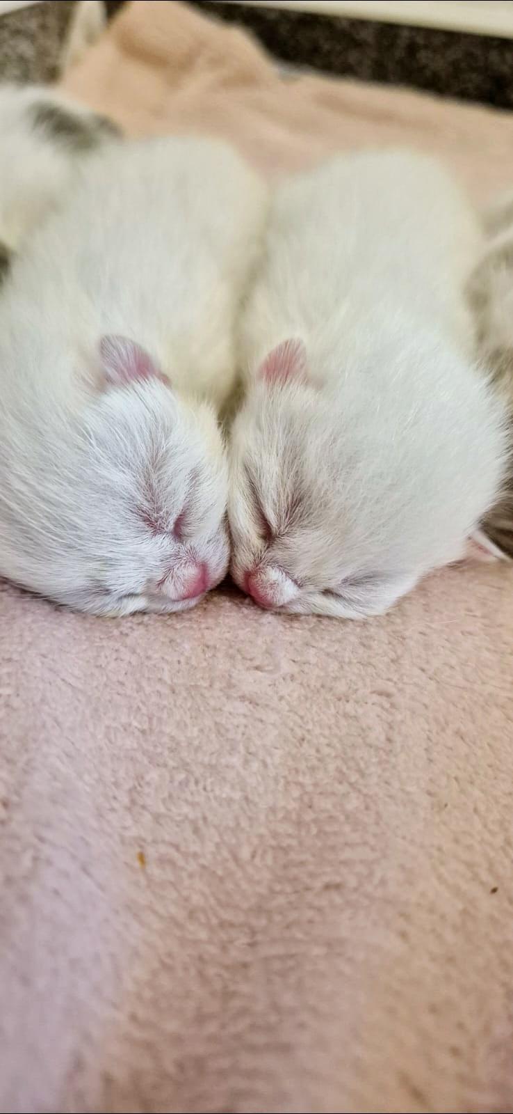 Zuckersüsse BKH kitten