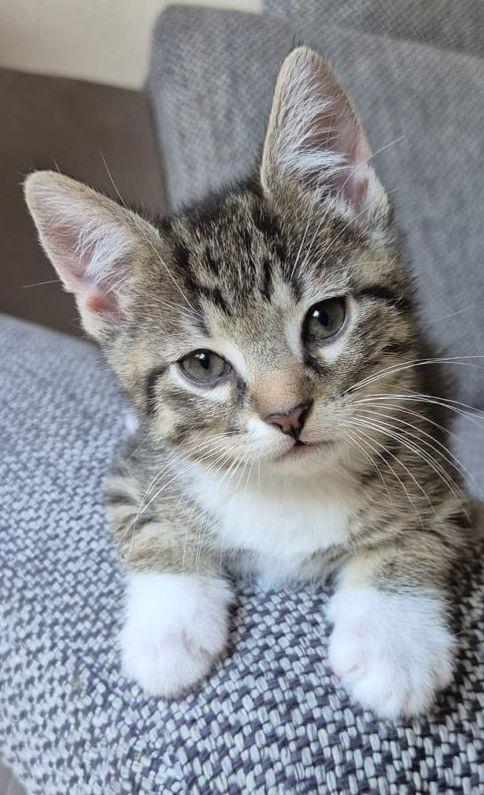 3 Kitten suchen ein Zuhause 🐈