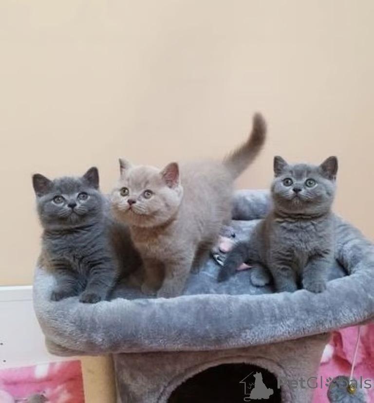4 Britisch Kurzhaar Kitten suchen ein liebevolles 