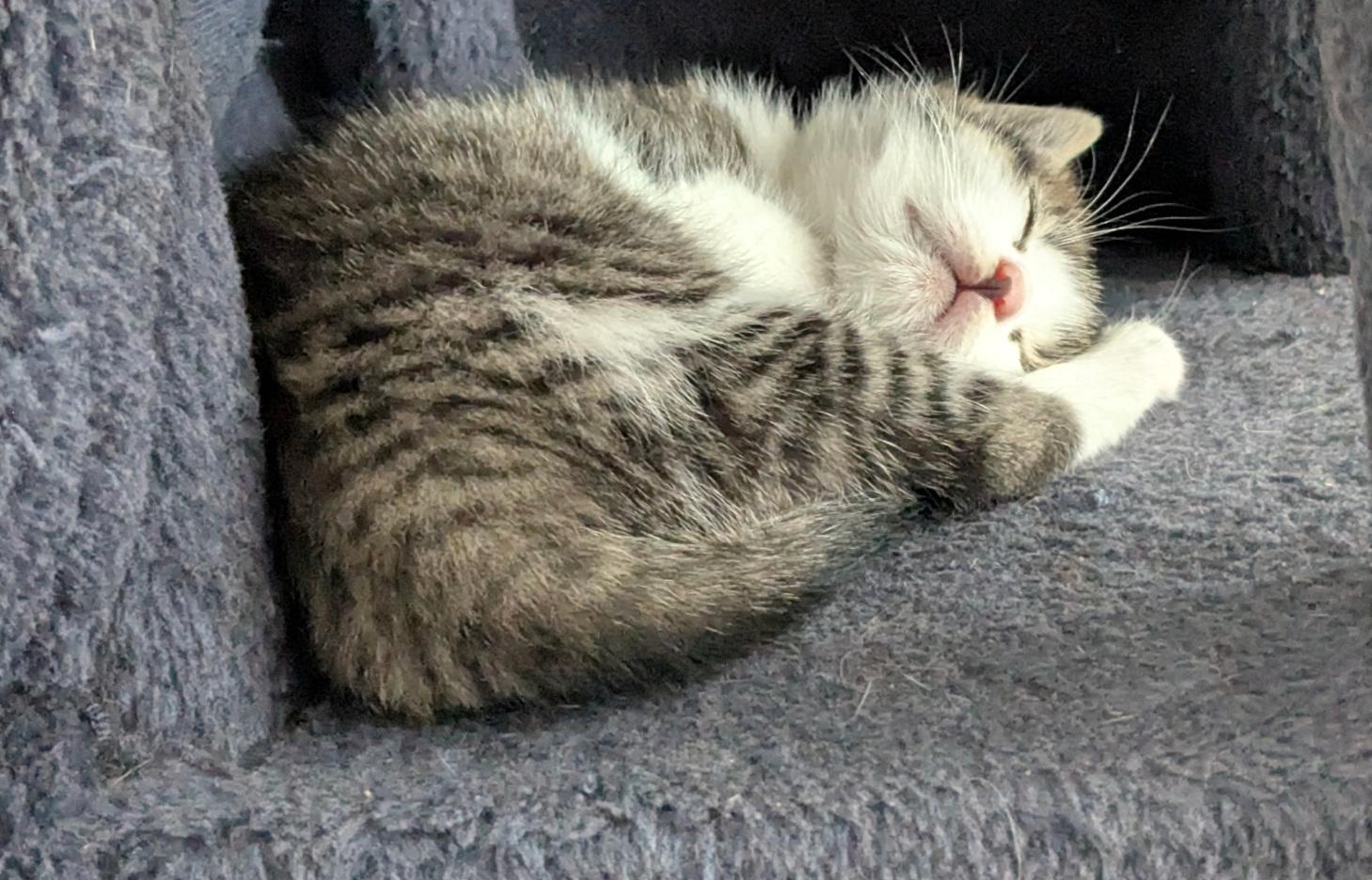 8 Kätzchen (8-10 Wochen)