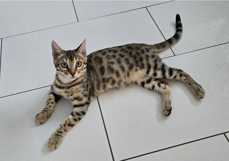 🐾 Verspielter, energiegeladener Dosenöffner (1