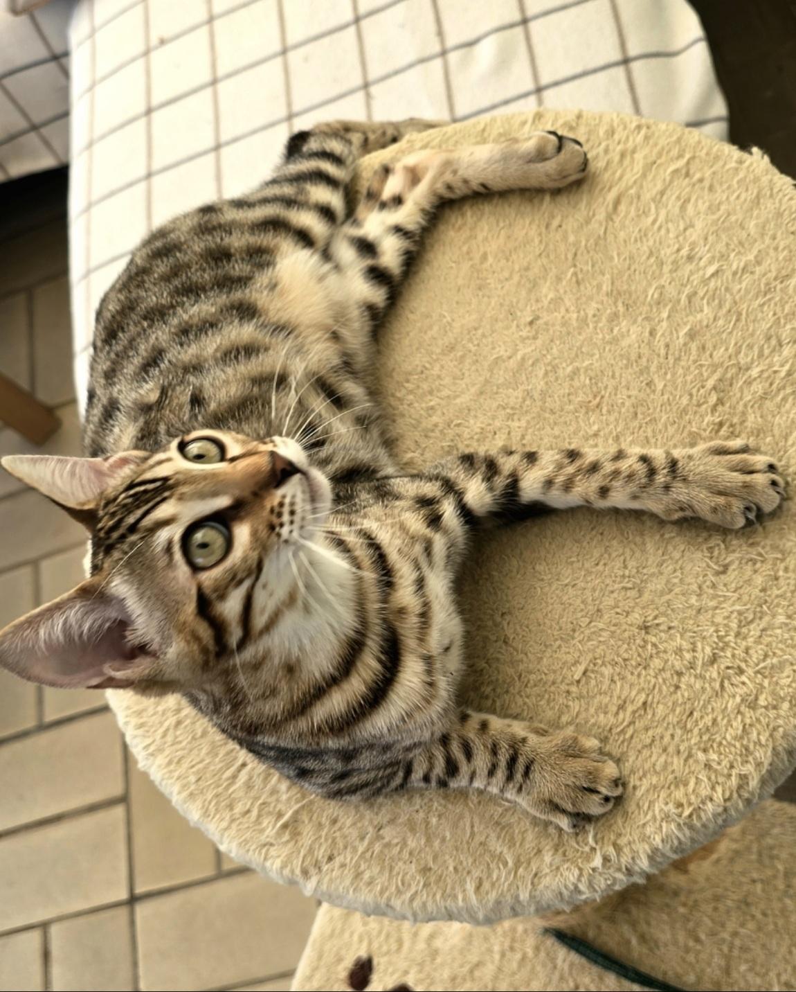 🐾 Verspielter, energiegeladener Dosenöffner (1