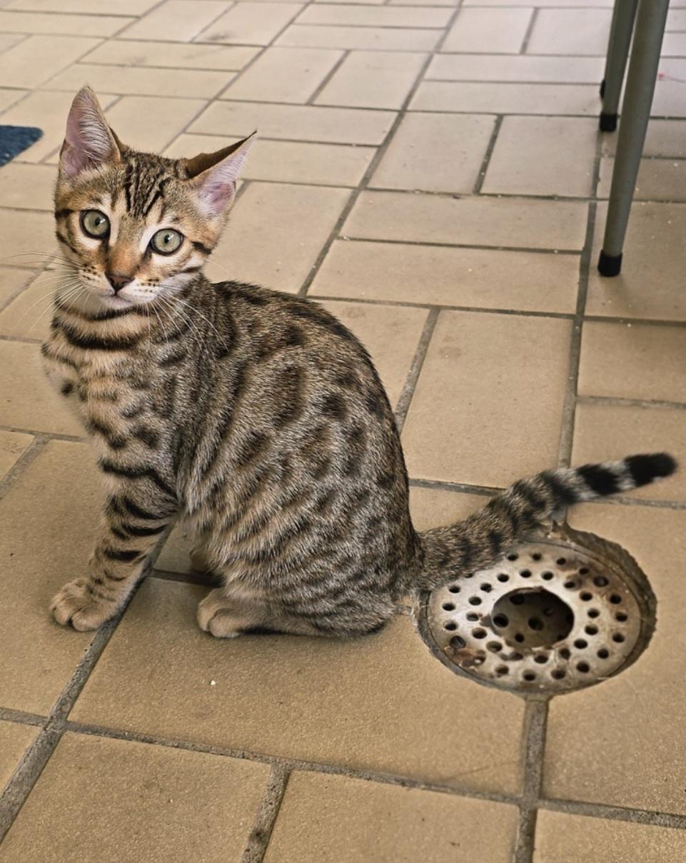 🐾 Verspielter, energiegeladener Dosenöffner (1