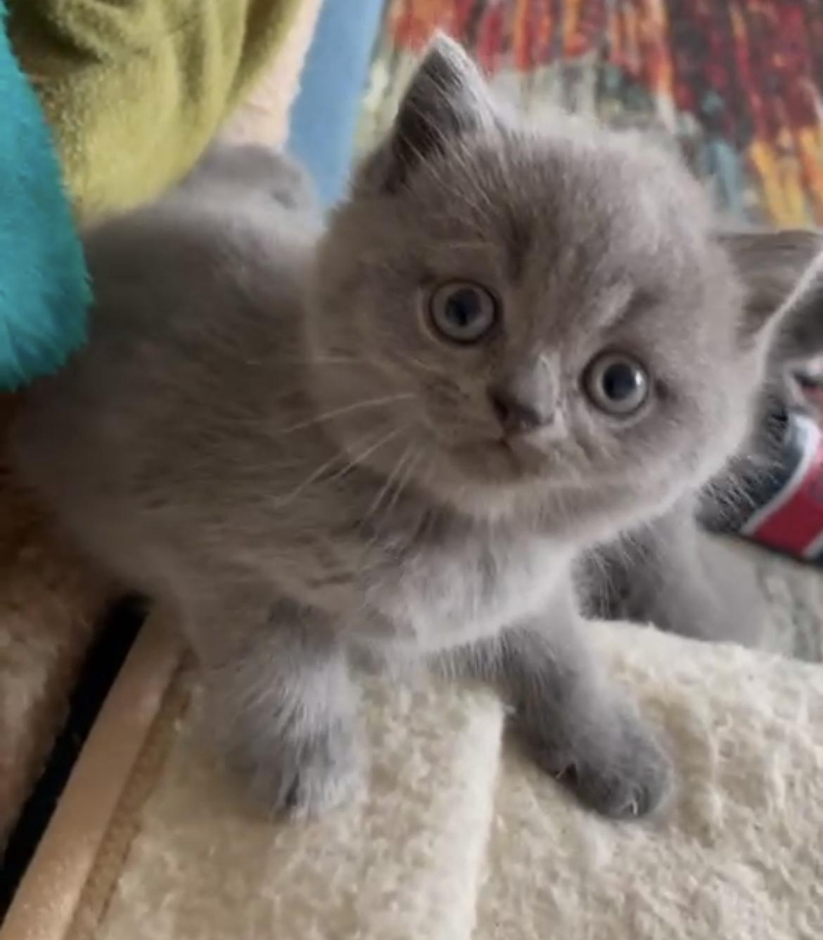 BKH Babykitten grau und abholbereit