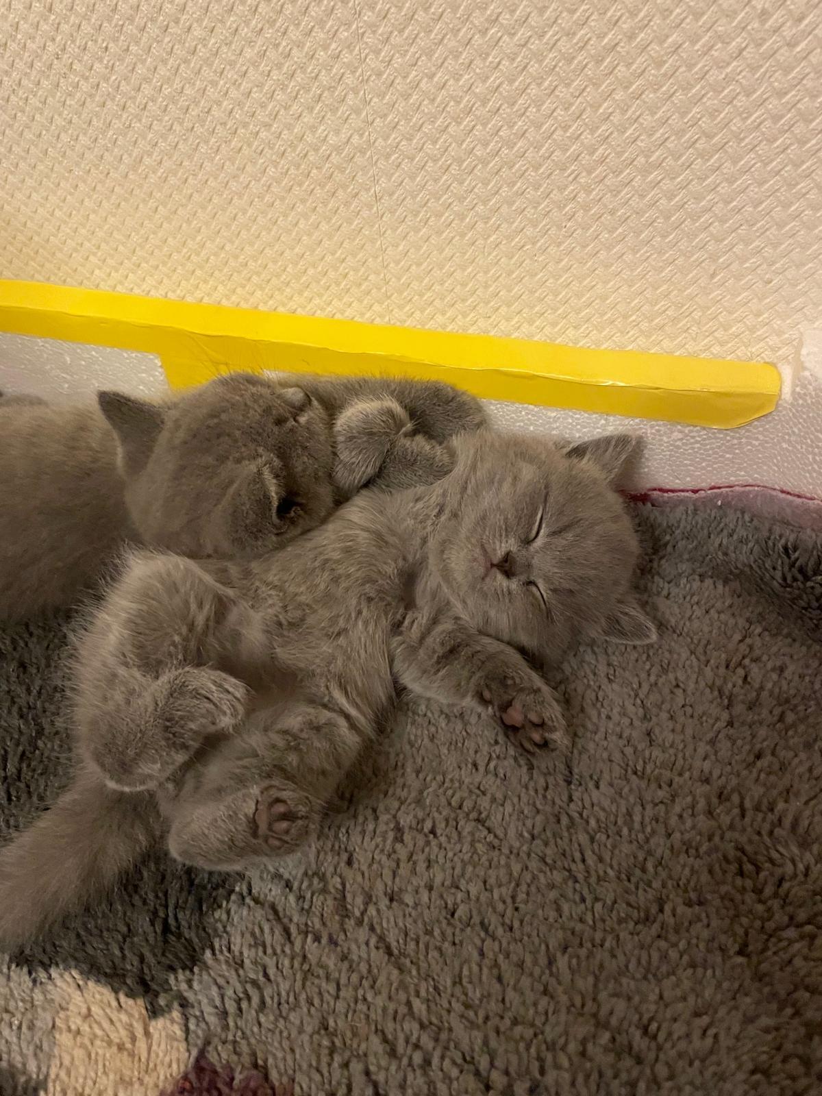 BKH Babykitten grau und abholbereit