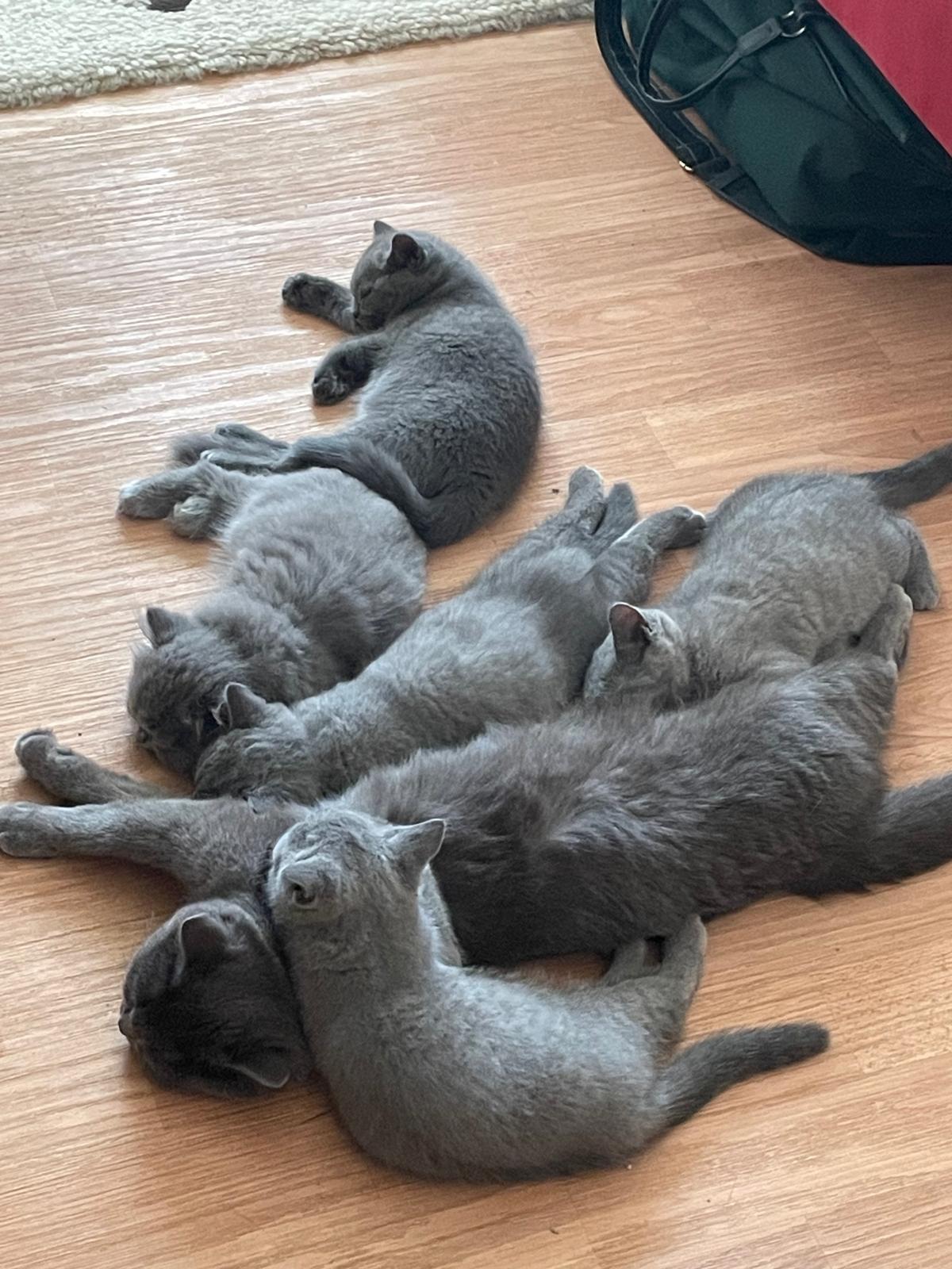 BKH Babykitten grau und abholbereit