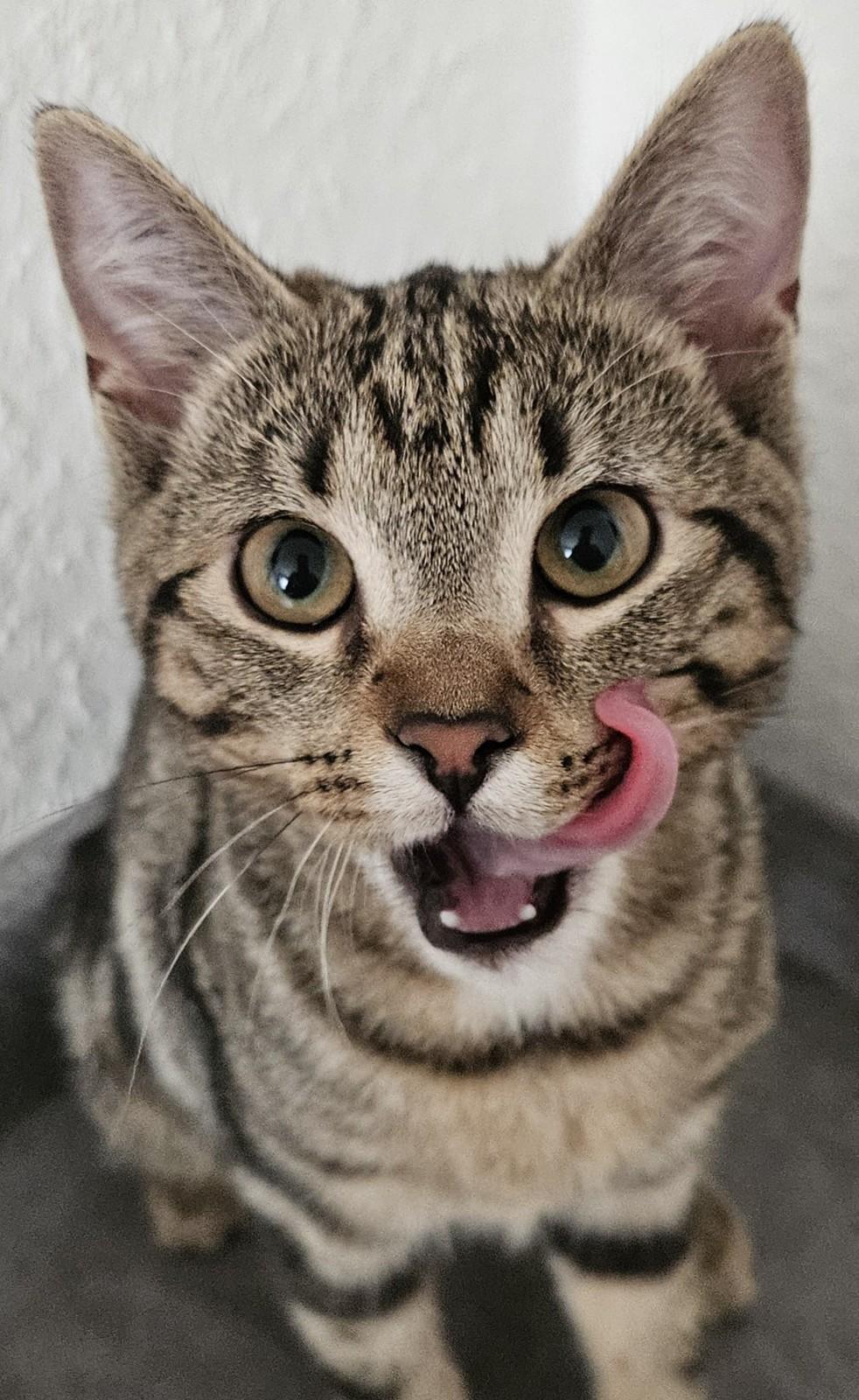 Bkh ekh kitte 8 monate abzugeben