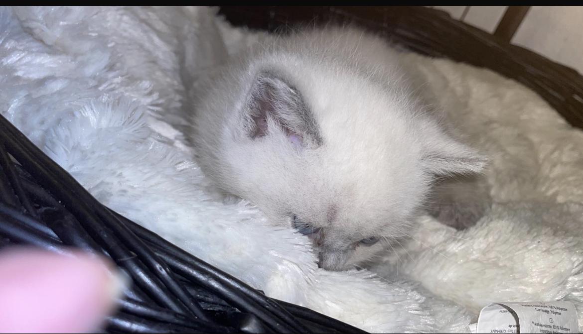 BKH Kitten weiß und beige